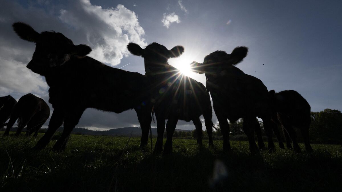 Rinder im Gegenlicht der Abendsonne: Die Vorwürfe der Vernachlässigung auf Höfen in Land Hadeln, die am Donnerstag vor dem Amtsgericht Otterndorf verhandelt wurden, werfen Schatten auf die idyllische Weidelandschaft. Foto: Roessler/dpa