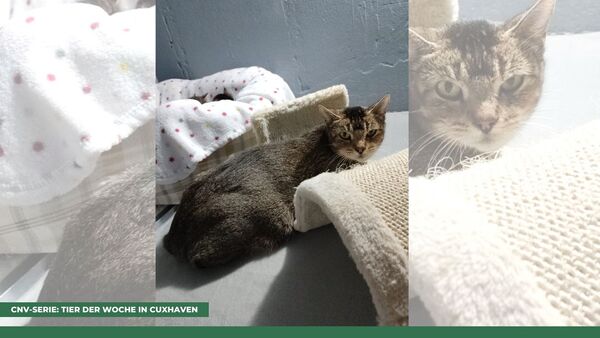 Tier der Woche in Cuxhaven: Tiffy will ihre Skepsis ablegen