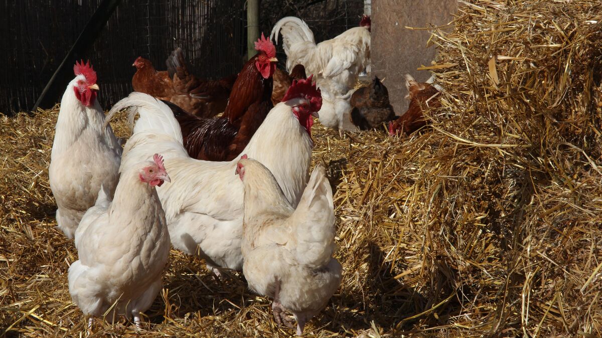 Freilandhühner (hier eine Aufnahme vom Biohof Adden in Altenbruch) müssen seit Ende vergangener Woche drinnen bleiben. Auslöser ist die sich ausbreitende Geflügelpest, wegen der das Veterinäramt eine kreisweit geltende Aufstallpflicht angeordnet hat. Foto: Sassen