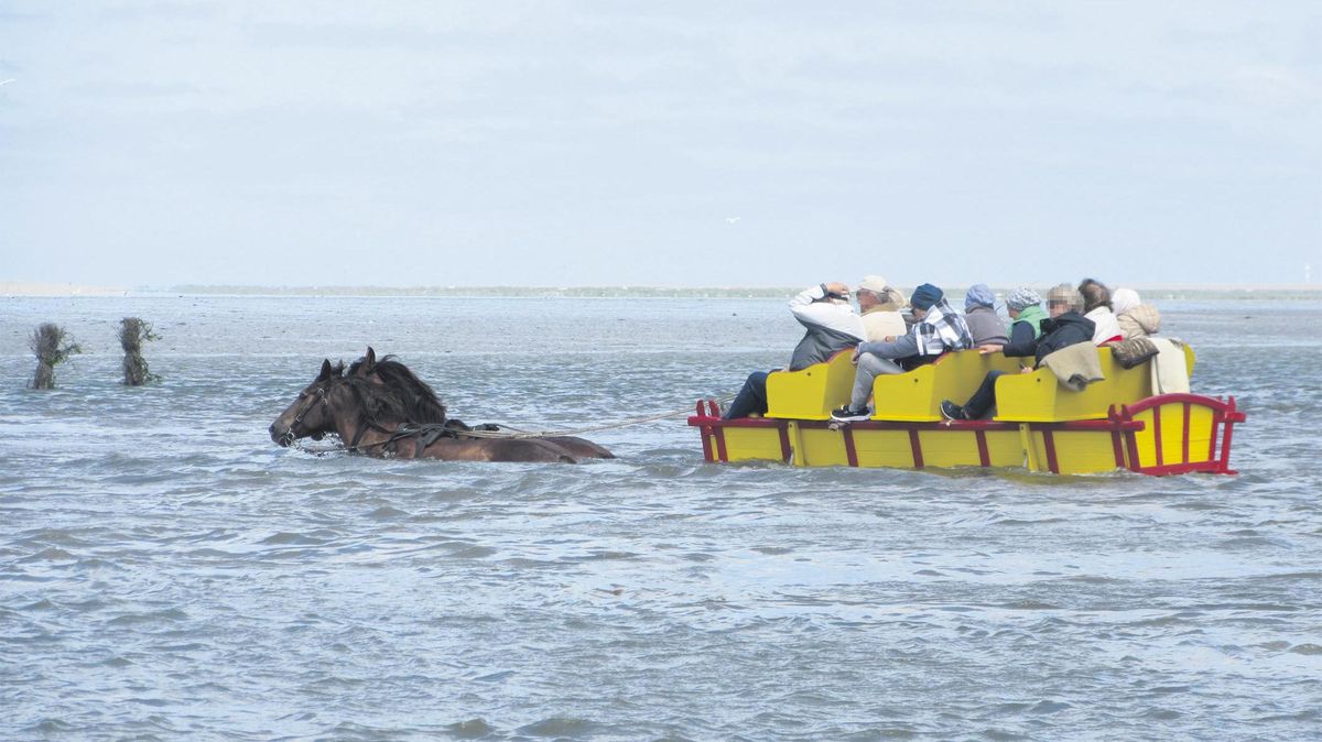Das Duhner Loch wird immer tiefer. Überschreitet der Wasserstand 1,30 Meter, müssen die Wattwagenfahrer umkehren. Archivfoto: Roland