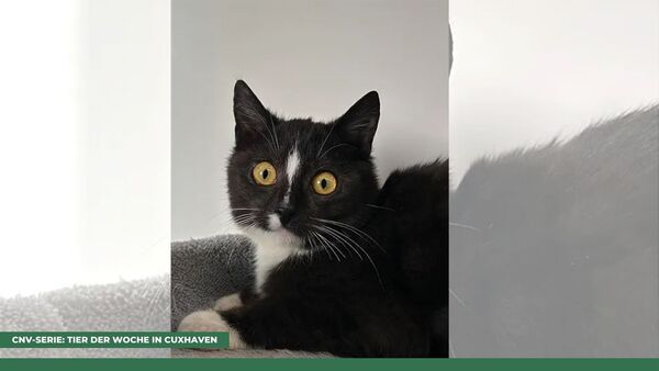 Tier der Woche in Cuxhaven: Hope war mal sehr krank - jetzt will er ein neues Leben