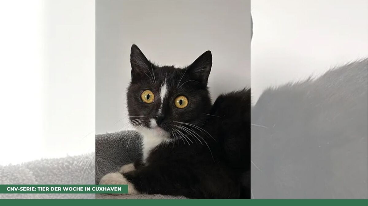 Kater Hope findet es nicht schlimm, wenn er im neuen Zuhause einen gleichaltrigen Kumpel zum Spielen und Kuscheln hätte. Foto: Tierheim