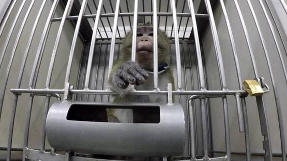 Ein Affe streckt die Hand aus seinem Käfig. Foto: Soko Tierschutz