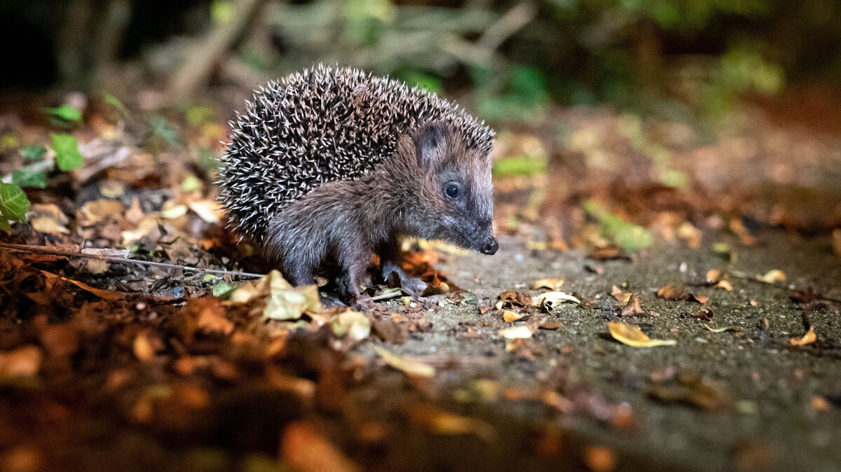 Der Braunbrustigel, Wildtier des Jahres 2024, steht in Niedersachsen auf der Vorwarnliste der Roten Liste für Säugetiere. Igel zu fangen, zu töten oder zu verletzen, ist streng verboten. Foto: dpa/Walzberg