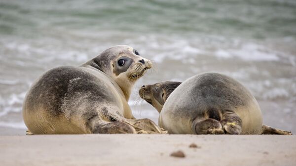Zählungen abgeschlossen: So steht es um die Seehunde vor Cuxhaven und im Wattenmeer