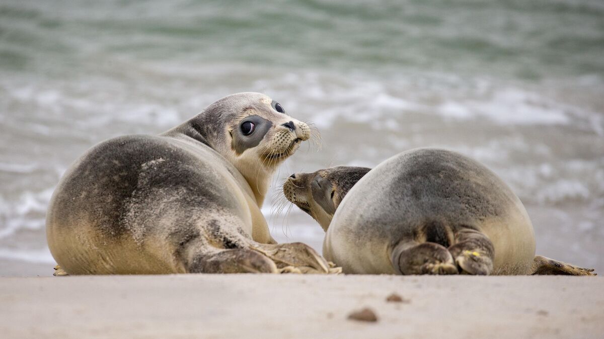 Der Jungtierbestand der Seehunde im Wattenmeer ist stabil und auf hohem Niveau. Foto: Mohssen/dpa