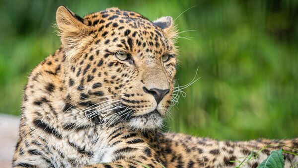 Raubtier-Tag im Wingster Zoo lockt mit zehn Fütterungen und Mitmachaktionen