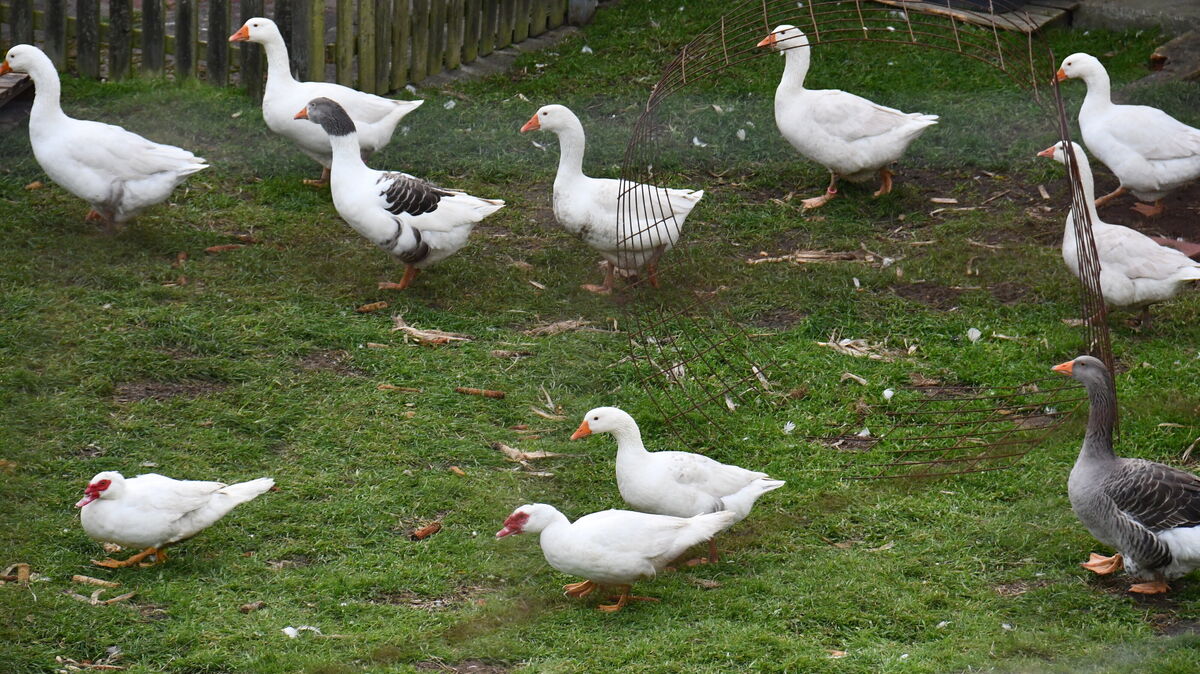 Noch können sie - wie hier in Otterndorf - unter freiem Himmel gehalten werden. Doch auch Hobbyzüchter werden möglicherweise in Kürze dazu aufgefordert, ihre Tiere im Stall zu halten, um eine Ausbreitung der Vogelgrippe zu verhindern. Foto: Schröder