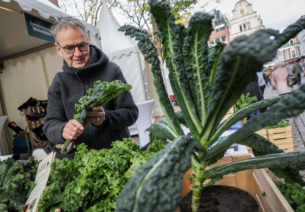 Grünkohlsaison in Niedersachsen gestartet - Preise steigen