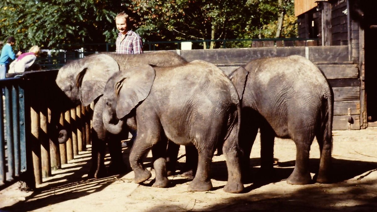Afrikanische Elefanten in den 1980er Jahren. Foto: Archiv Bechinger