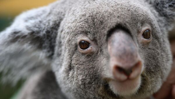 Aus der Luft: Warum Australien 700 Koalas abgeschossen hat