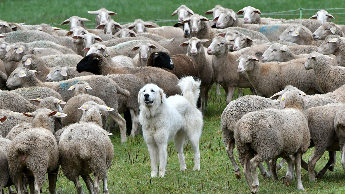 Herdenschutzhunde leben eng mit Schafen und Ziegen zusammen, bewachen ihre Herde instinktiv und sorgen dafür, dass die Tiere sicher grasen können, während sie die Weideflächen erkunden. Foto: Jan-Philipp Strobel