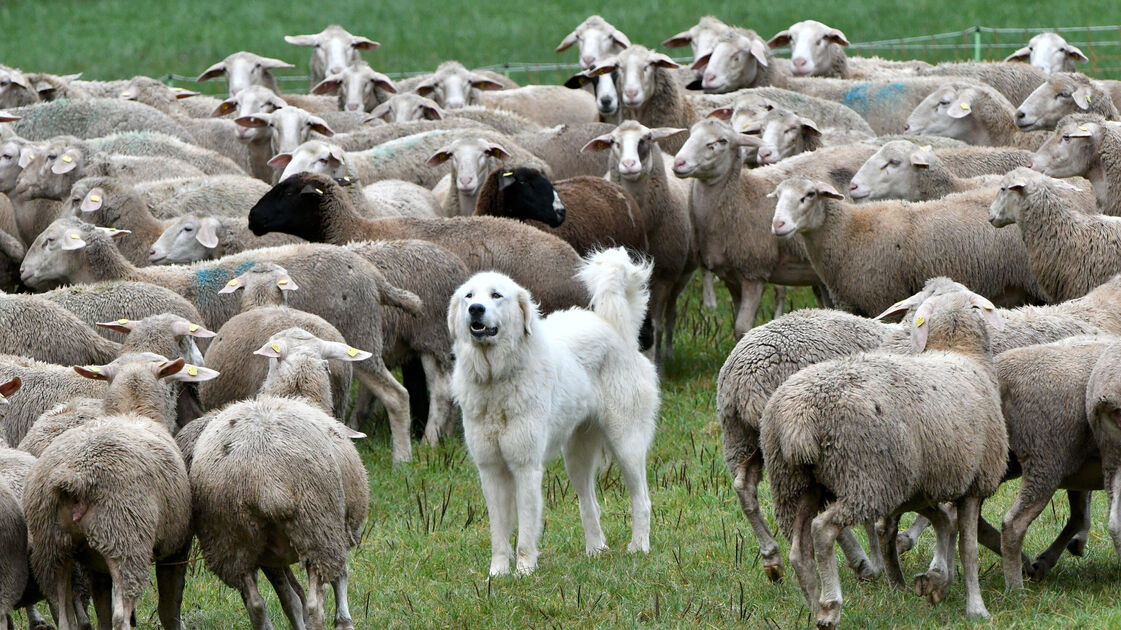 Livestock guardian dogs protect sheep and goats in the Cuxhaven coastal ...