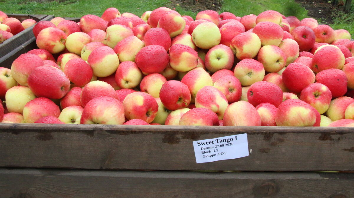Kistenweise leuchtend rote und gelbe Äpfel – ein Symbol für den Start der Apfelsaison trotz großer Herausforderungen.