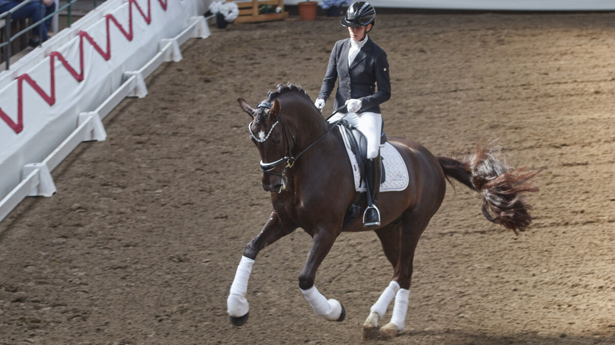 Die Klasse der auf dem Dobrock vorgestellten Hengste zeigte sich nicht zuletzt beim Wechsel der Gangarten. Foto: Koppe