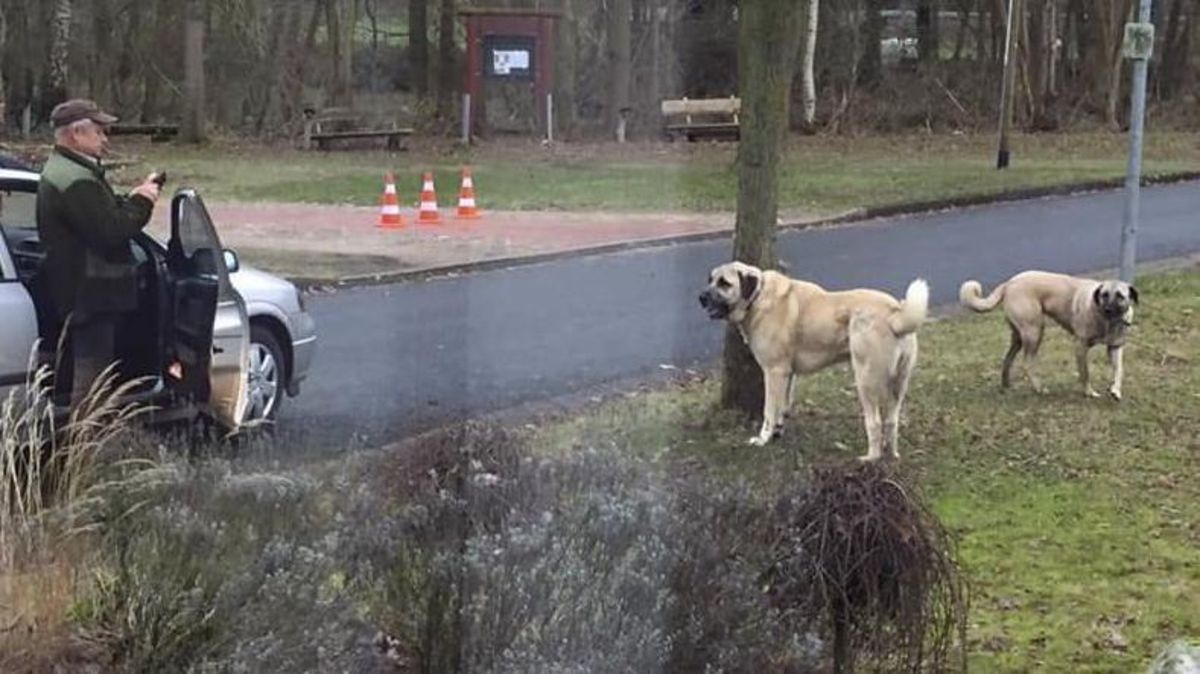 Die beiden Kangal-Hunde aus dem Kreis Cuxhaven sorgten am ersten Weihnachtstag für einen Polizeieinsatz in Alfstedt. Die beiden Herdenschutzhunde hatten zuvor insgesamt vier andere Hunde angegriffen. Foto: Ahrens