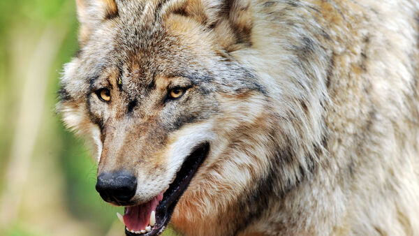Otterndorf wartet auf das DNA-Ergebnis: War ein Wolf am Medembogen unterwegs?