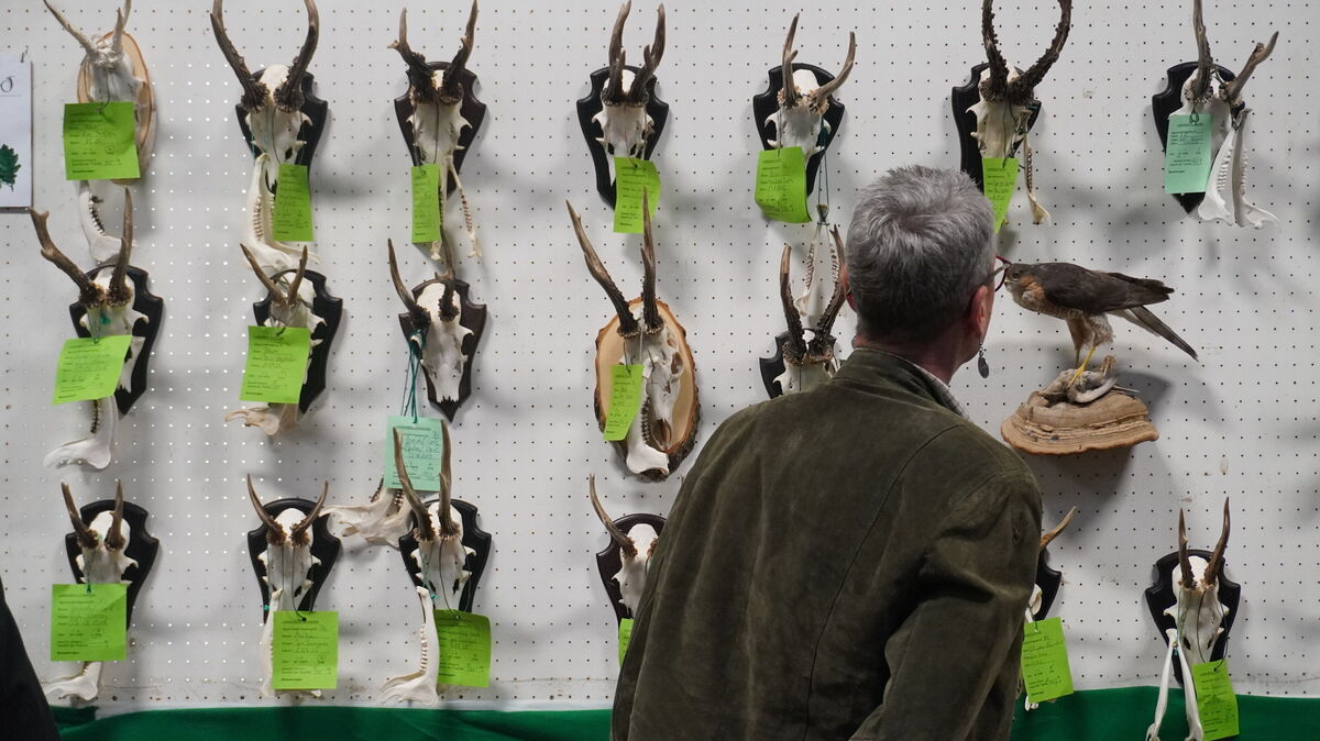 Die ausgestellten Trophäen bei der Hegeschau in Lamstedt, wo Tradition und moderne Herausforderungen der Jägerschaft im Fokus standen. Zur Jahreshauptversammlung waren etliche Mitglieder in der Bördehalle zusammen gekommen. Fotos: Brettschneider