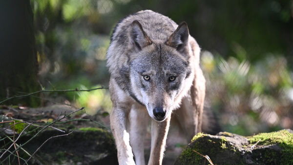 Wolf im Altenwalder Ortskern: Oberbürgermeister und Polizei appellieren an Bürger