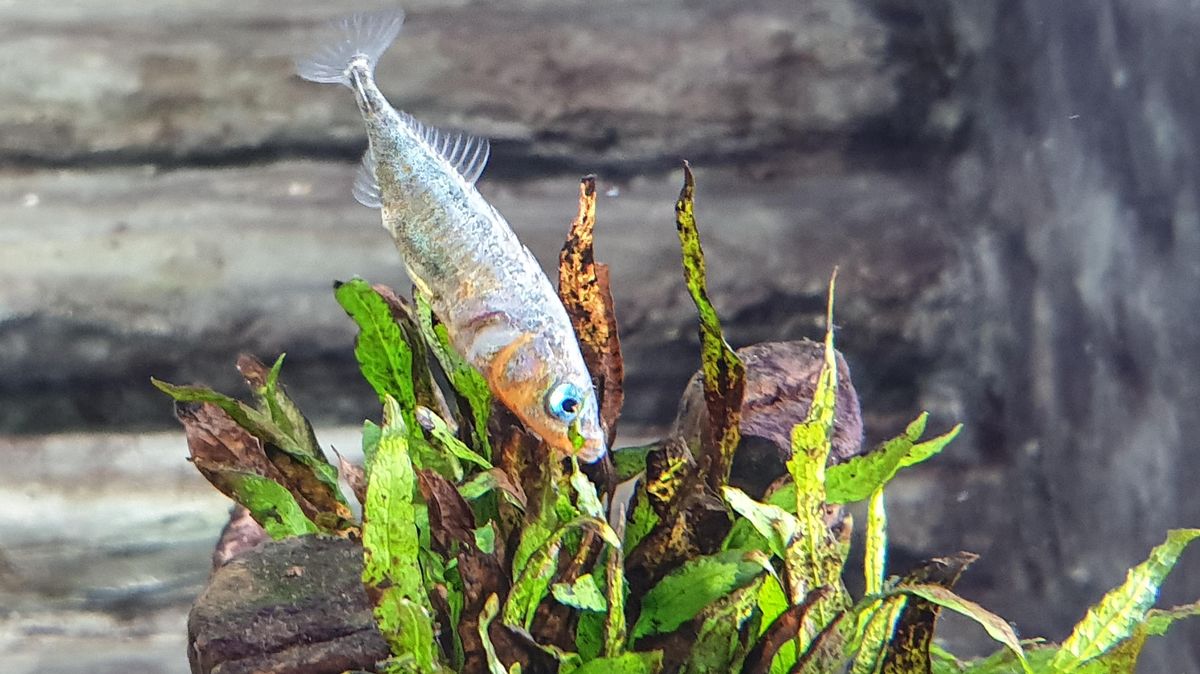 Der Dreistachlige Stichling war früher in den hiesigen Gewässer weit verbreitet. In den vergangenen Jahrzehnten ist die Population jedoch stark zurückgegangen. Die Jugendlichen sollen auf Ursachenforschung gehen. Foto: Nikolay/Natureum