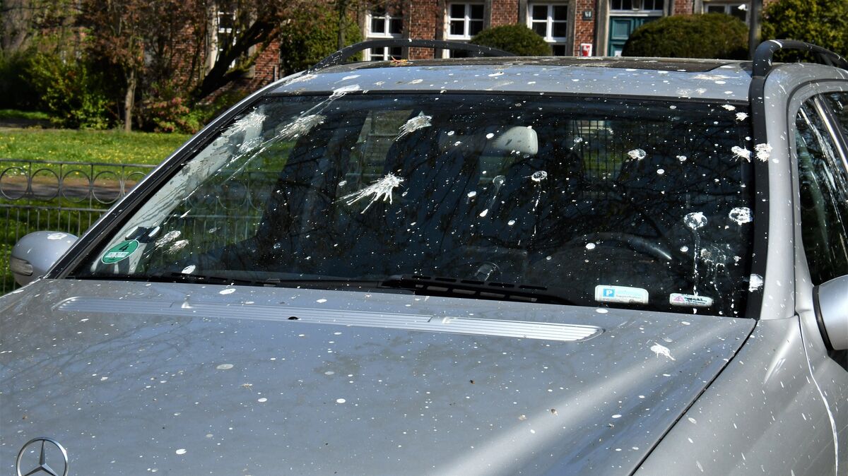 Wer sein Auto unter den Bäumen am Großen Specken abstellt, läuft Gefahr, dass sein Auto zur Zielscheibe der Krähen wird. Foto: Schröder