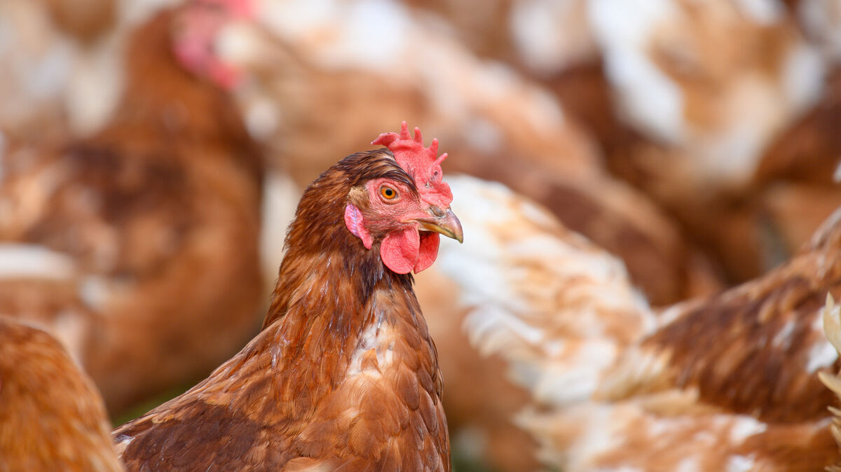 Nach Monaten der Vorsichtsmaßnahme hebt der Landkreis Cuxhaven die Stallpflicht für Geflügelhaltungen mit mehr als 50 Tieren auf. Foto: Klaus-Dietmar Gabbert/dpa