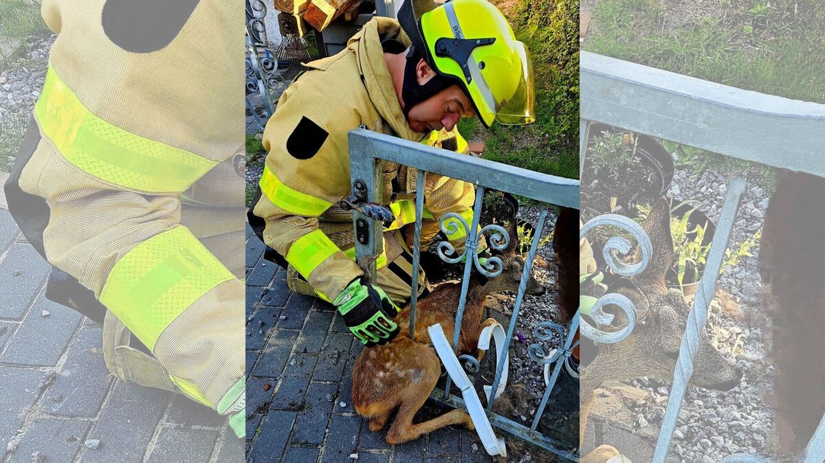 Zwischen den Metallstreben hat sich das Reh verfangen. Die Feuerwehr kommt zu Hilfe. Foto: Feuerwehr