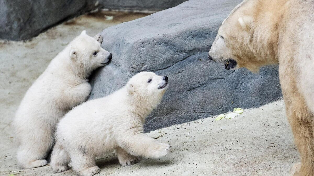 Eisbär Lloyd mit seinen beiden Neugeborenen – eine unerwartete Überraschung im Sosto Zoo, die für Aufsehen sorgt. Foto: Nyíregyházi