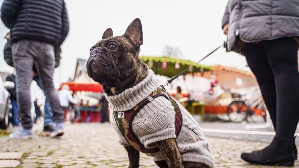 Oft verkannt wird, dass auch Hund und Katze bei der Ökobilanz ihrer Frauchen und Herrchen zu Buche schlagen. Foto: dpa