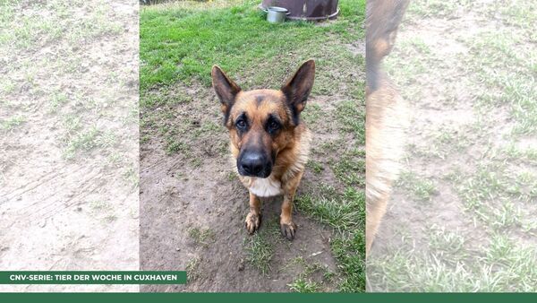 Tier der Woche in Cuxhaven: Lenni will endlich seinen Leidenschaften nachgehen