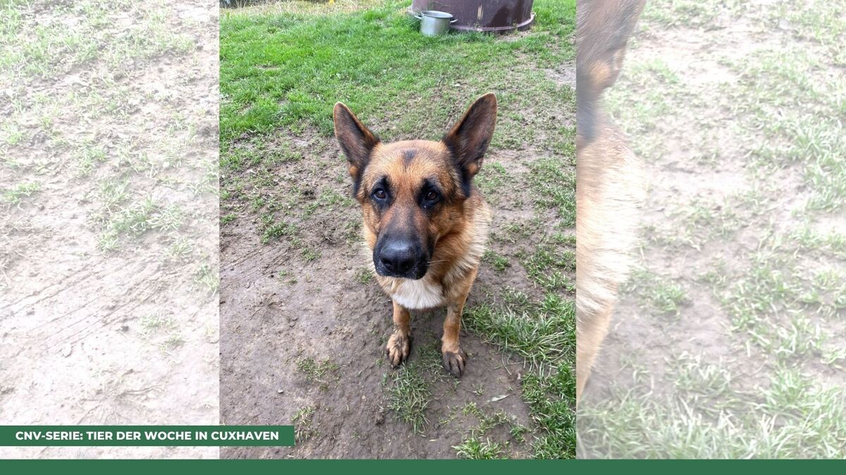 Lenni ist ein altdeutscher Schäferhund. Foto: Tierheim