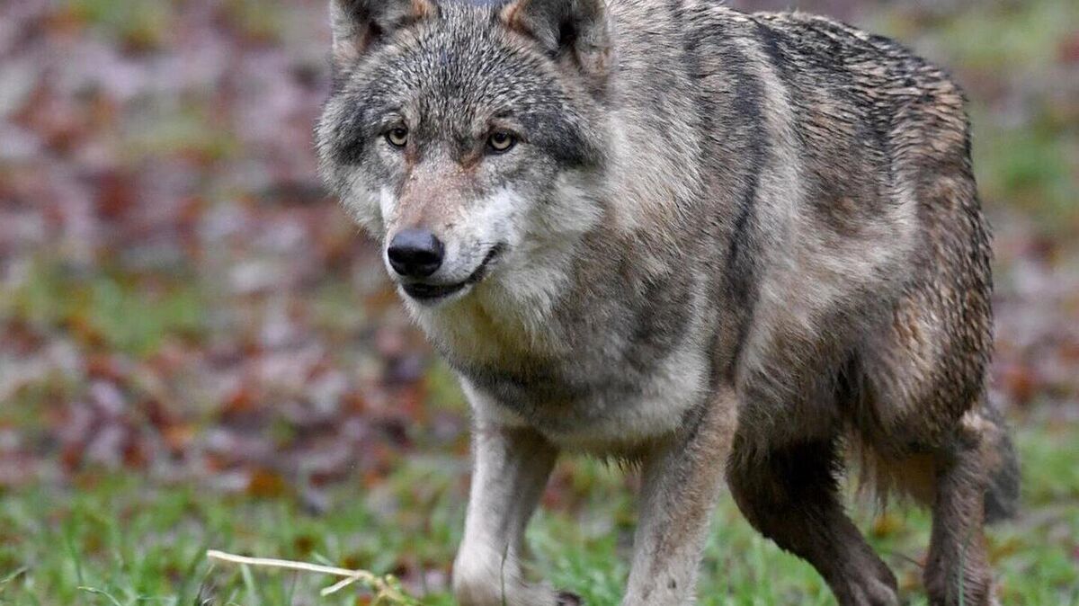 Schnell unterwegs: der Wolf. Nach einer Vielzahl von Attacken auf Weidetiere soll er auch schneller als bisher "entnommen" (sprich: geschossen)  werden können. Letzte Hürde auf legislativer Seite ist ein Bundesratsbeschluss. Foto: Carsten Rehder