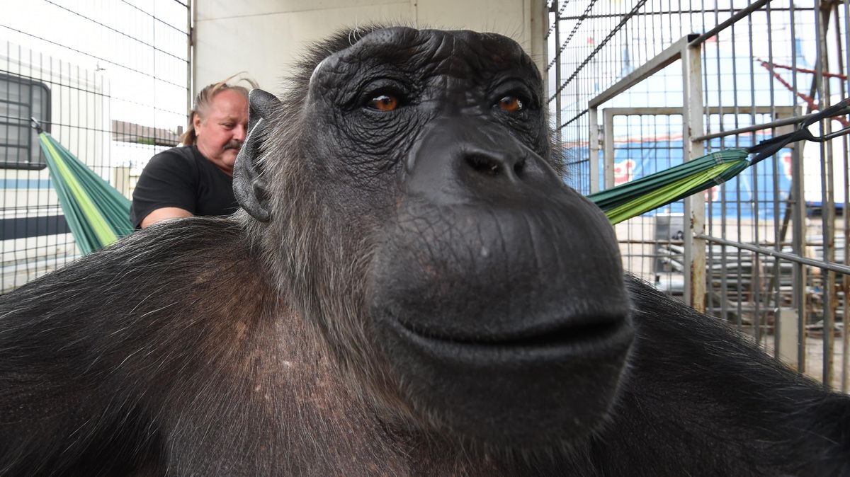 Schimpanse Robby sorgt derzeit für viel Gesprächsstoff. Foto: Jaspersen/dpa