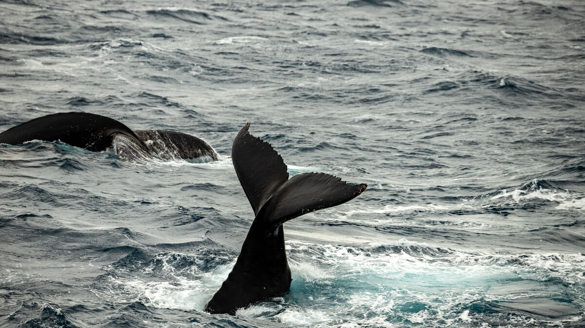 Buckelwale tauchen neben der "Polarstern" auf. Foto: Claasen