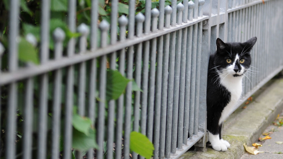 Mit der Aktion soll verhindert werden, dass sich Straßenkatzen immer weiter vermehren. Symbolfoto: Angelika Warmuth