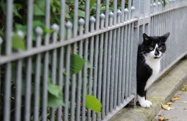 Niedersachsen: 163.000 Euro vom Land für Kastration von Straßenkatzen