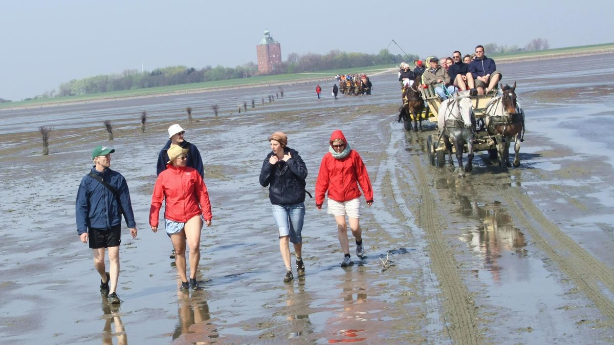 Wattwagen auf dem Weg von der Insel Neuwerk zum Festland: Mit den Gespannen umzugehen, könne man nur an Ort und Stelle erlernen, betonen Wattwagenfahrer. Sie reagieren damit auf Vorgaben des Landes, das inzwischen einen Kutschführerschein zur Pflicht gemacht hat - für alle, die ihre Sachkunde nicht über langjährige Fahrpraxis nachweisen können. Foto: Koppe