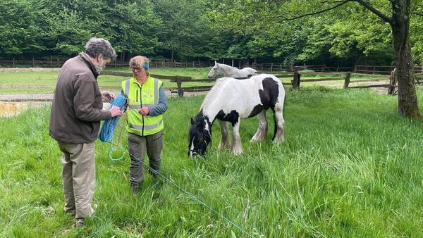 Benefiz-Wanderung mit der Tinkerstute nach Cuxhaven