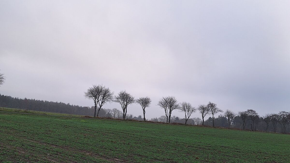Entlang eines Ackers wurden Weiden auf voller Länge gestutzt.