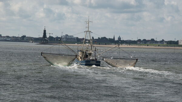 Nordsee-Krabbenfischerei unter Druck: Warum der Flottenabbau entscheidend sein könnte