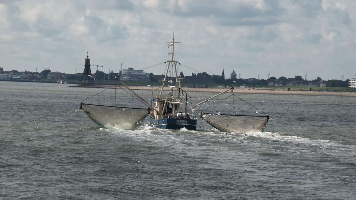 Die Fanggebiete der Fischer in der Nordsee werden immer weiter eingeschränkt. Der Bund möchte die Flotte daher weiter verkleinern. Foto: Reese-Winne