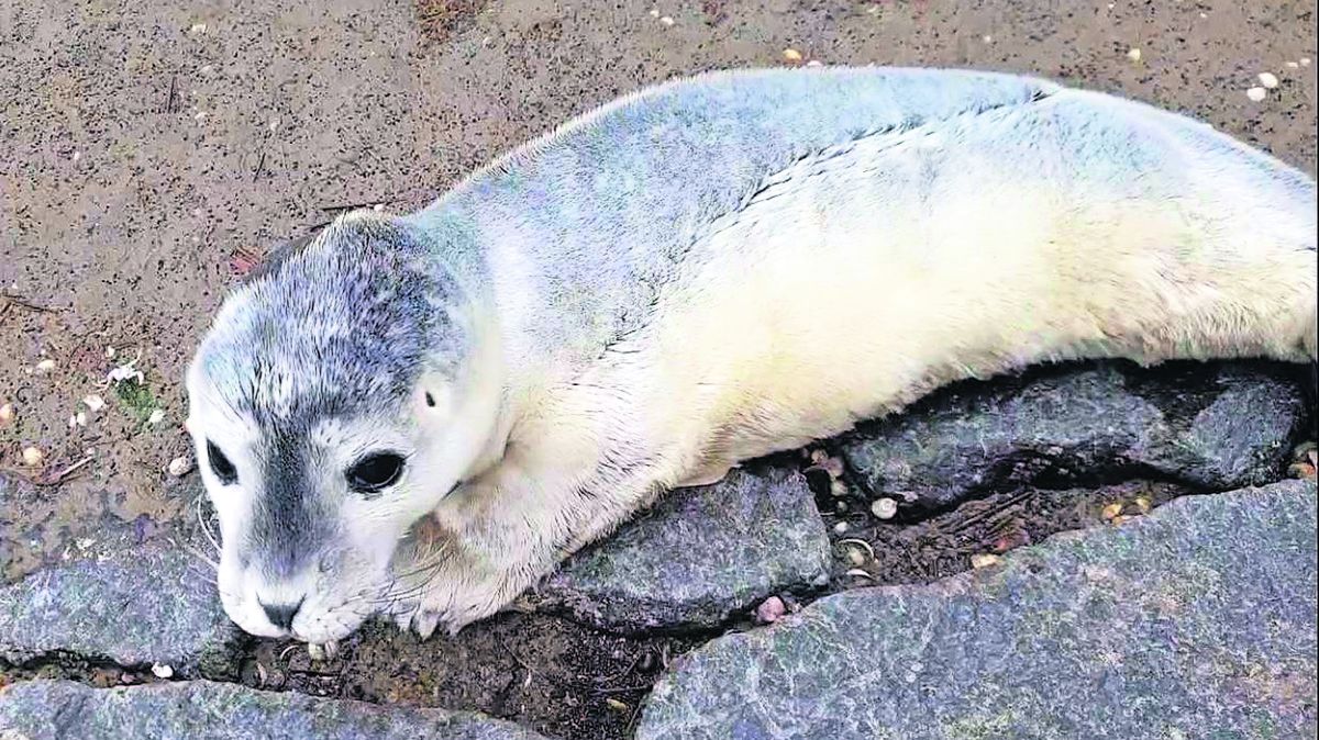 Mitarbeiter der Rettungsstation in Cuxhaven-Döse haben am Sonntag dieses Seehund-Baby am Strand entdeckt. Foto: Rudnik