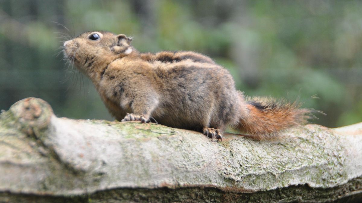 Die possierlichen kleinen chinesischen Streifenhörnchen sind neu im Zoo in der Wingst und turnen durch die neue Aisen-Voliere. Foto: Kramp