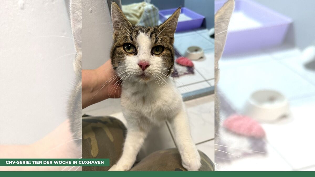 Keks ist ein ganz lieber Kater, der Kuscheln über alles liebt. Foto: Tierheim