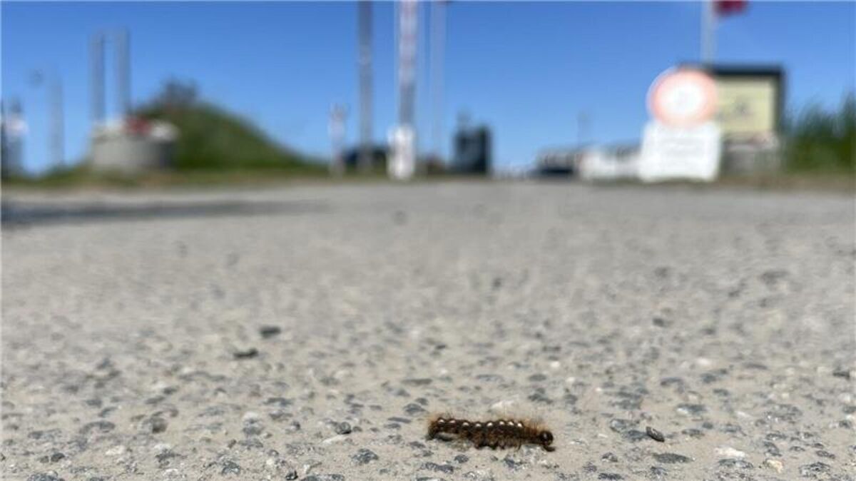 Raupen des Goldafter-Schmetterlings sind aktuell in großer Zahl in Dorum-Neufeld in der Nähe des Leuchtturmdenkmals Obereversand zu finden. Foto: Petersen