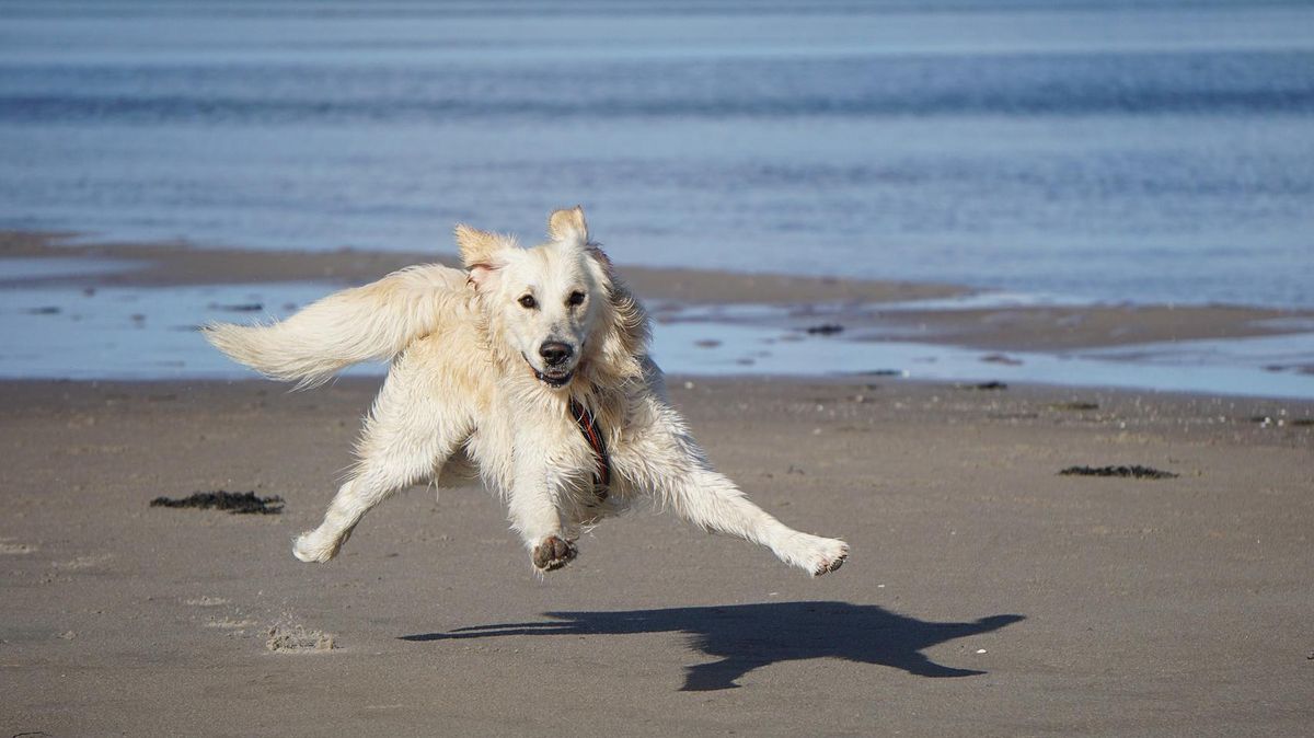 Urlaub mit Hund an der Nordsee liegt im Trend. In Zeiten des Coronavirus sehen viele Halter von weiten Reisen ab. Allerdings gibt es für Hundehalter und ihre Vierbeiner einige Regeln zu beachten. Foto: Pixabay