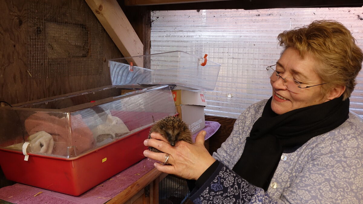 Jeder neu angekommene Igel wird zuerst in die Wärmebox (links) gelegt um sich aufzuwärmen. Danach untersucht Stefanie Röse die Tiere. Foto: Grell