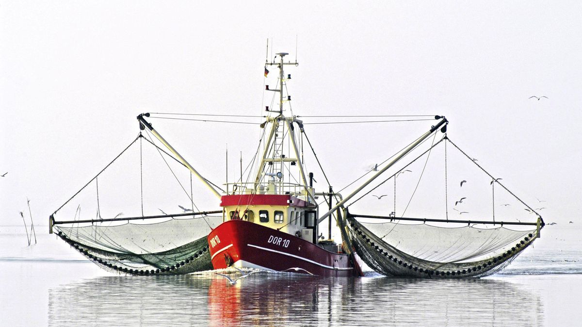 Die Krabbenfischer starten hoffnungsvoll in die Saison. Foto: Ulich