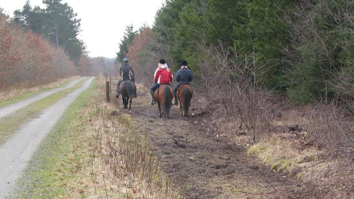 Reitweg im Naturschutzgebiet Küstenheiden: Die neben dem Fahr- und Spazierweg verlaufende Trasse gehört zu einem annähernd 60 Kilometer langen Netz in und um Cuxhaven. Dessen Instandhaltung wir durch den Verkauf der Reitvignette finanziert. Foto: CNV-Archiv