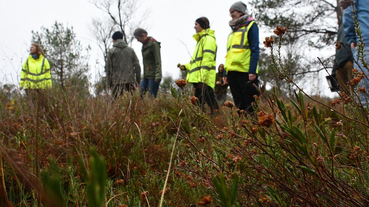 Ein solch üppiger Bewuchs ist das Ziel der Projektes "OptiMuM" im Ahlenmoor. Direkt neben der noch kargen und rund vier Hektar großen "OptiMuM"-Projektfläche befindet sich ein solches Areal, in dem sich das Hochmoor ohne Eingriffe von außen im Laufe der Jahrzehnte entwickeln konnte. Fotos: Schröder